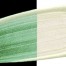 Golden Heavy Body Acrylic Interference Color 59ml Tube - Interference Green (Fine) #4050